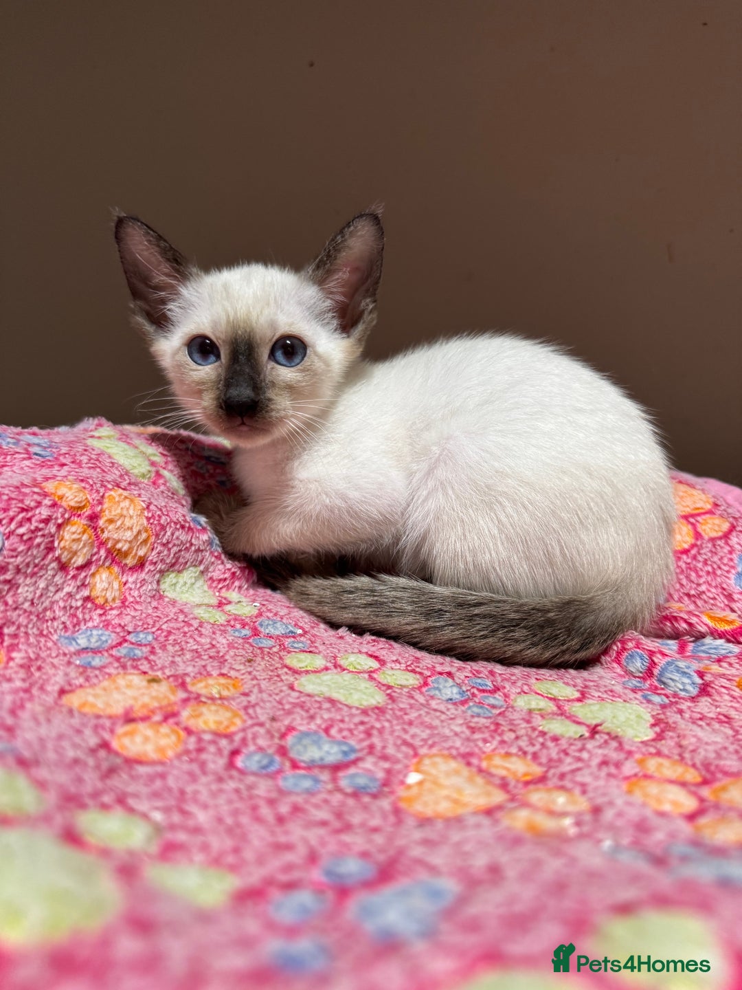 Siamese cats for sale: 1 cute Siamese girl available now-fully vaccinated - Image 1