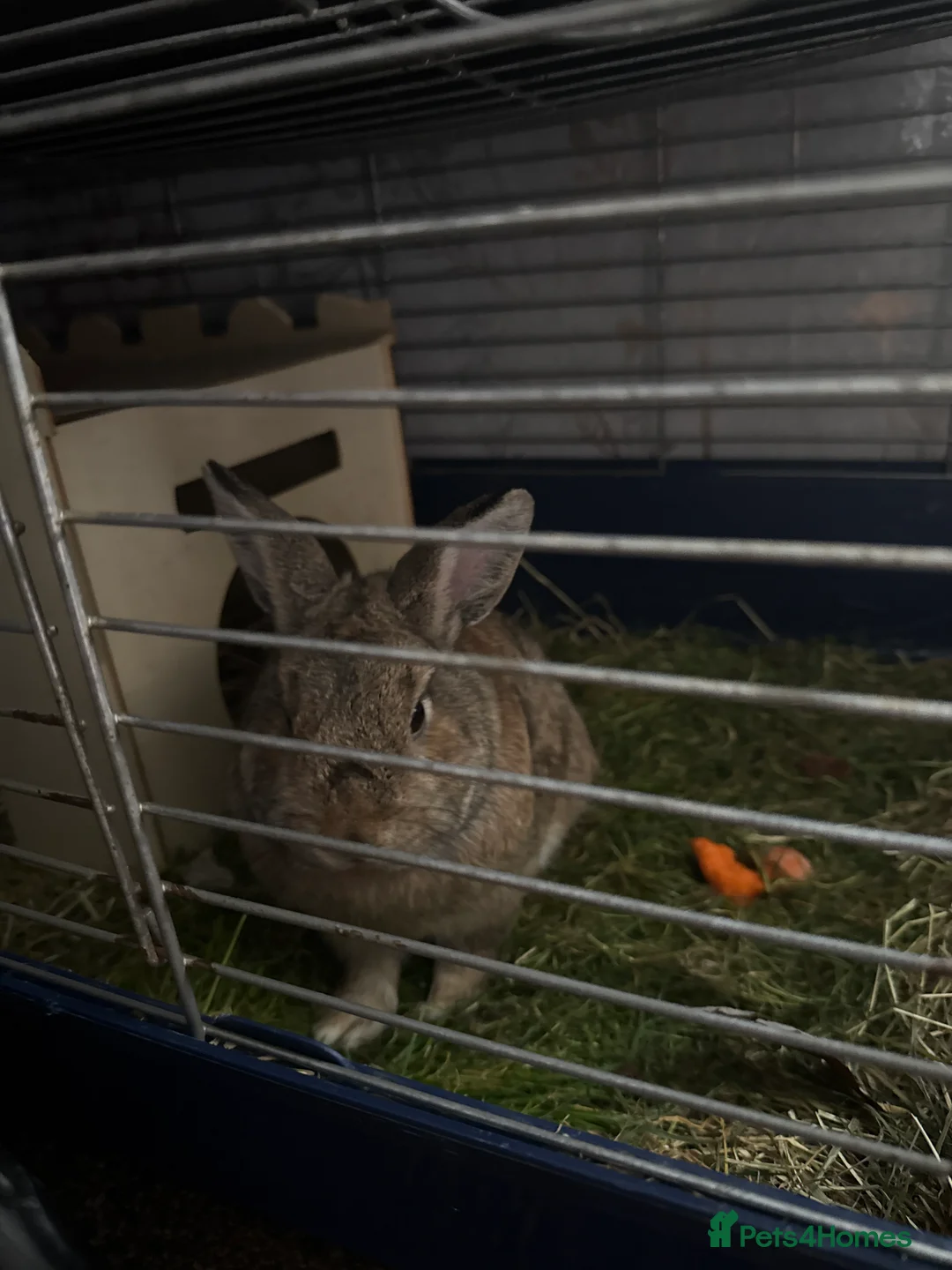 Mixed Breed rabbits for sale: Bobis - Advert 2