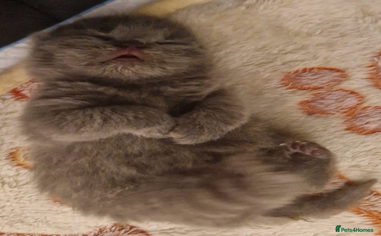 British Shorthair cats - Advert 16