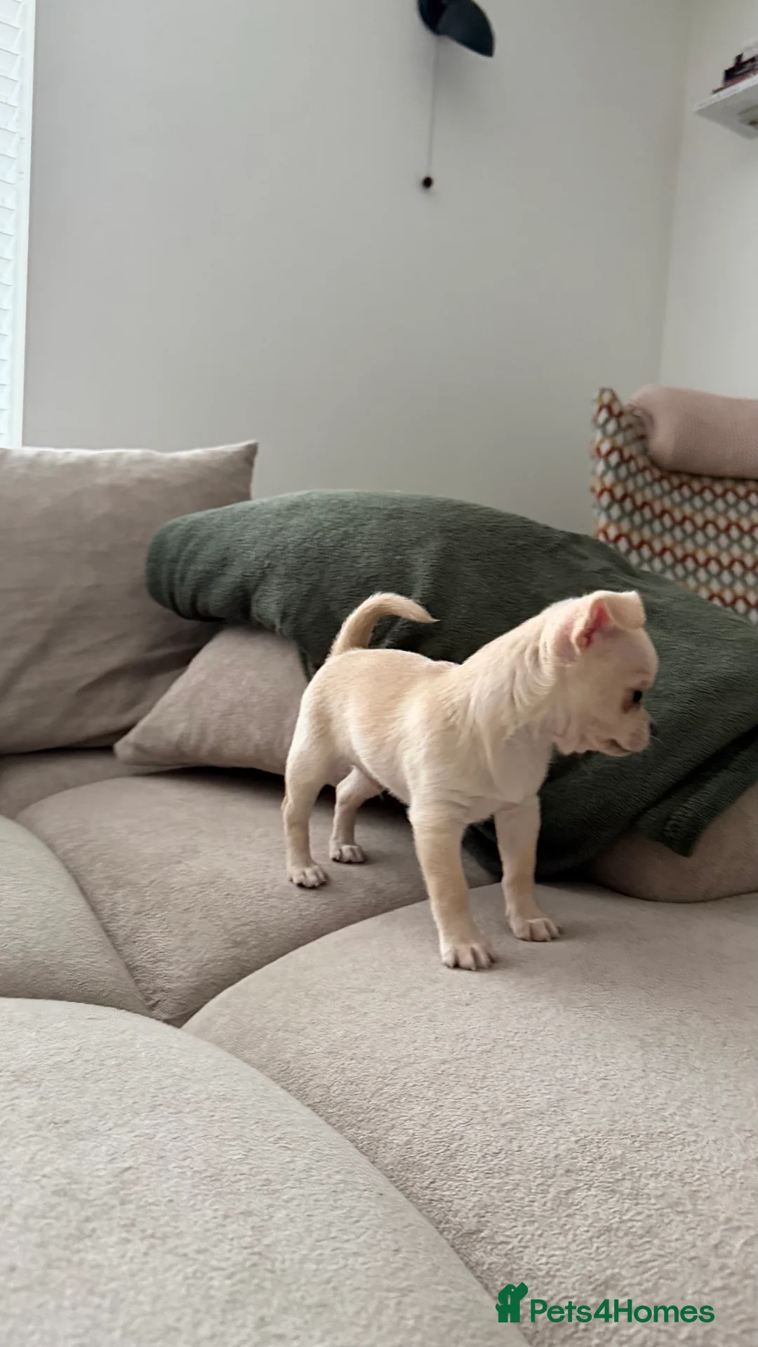 Chihuahua dogs for sale: Chihuahua boys / males  - Advert 4