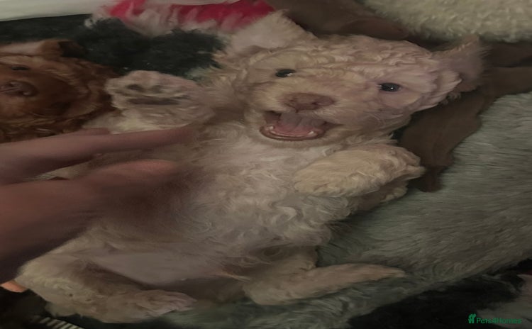 Miniature Poodle dogs Stunning Miniature Poodle Pups - Advert 4