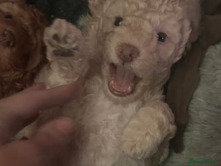 Miniature Poodle dogs Stunning Miniature Poodle Pups - Advert 5