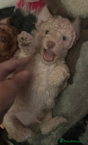 Miniature Poodle dogs Stunning Miniature Poodle Pups - Advert 4