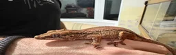 Gecko reptiles for sale: 3 Gargoyle Geckos - Advert 4