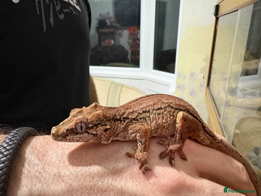 Gecko reptiles for sale: 3 Gargoyle Geckos - Advert 4