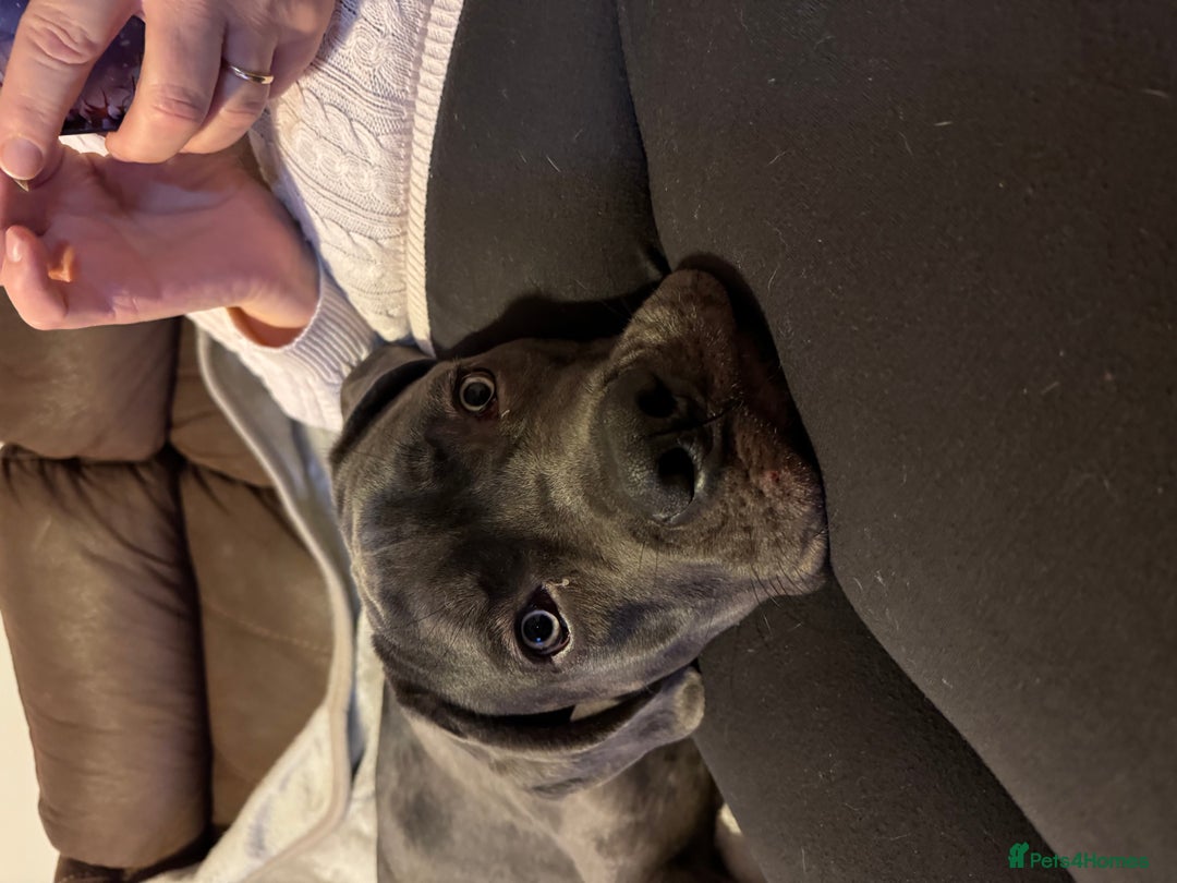 Mixed Breed dogs for sale: Cane Corso x Great Dane  - Advert 6