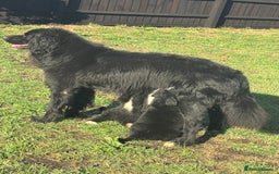 Mixed Breed dogs for sale: Labernese puppies available - Image 6