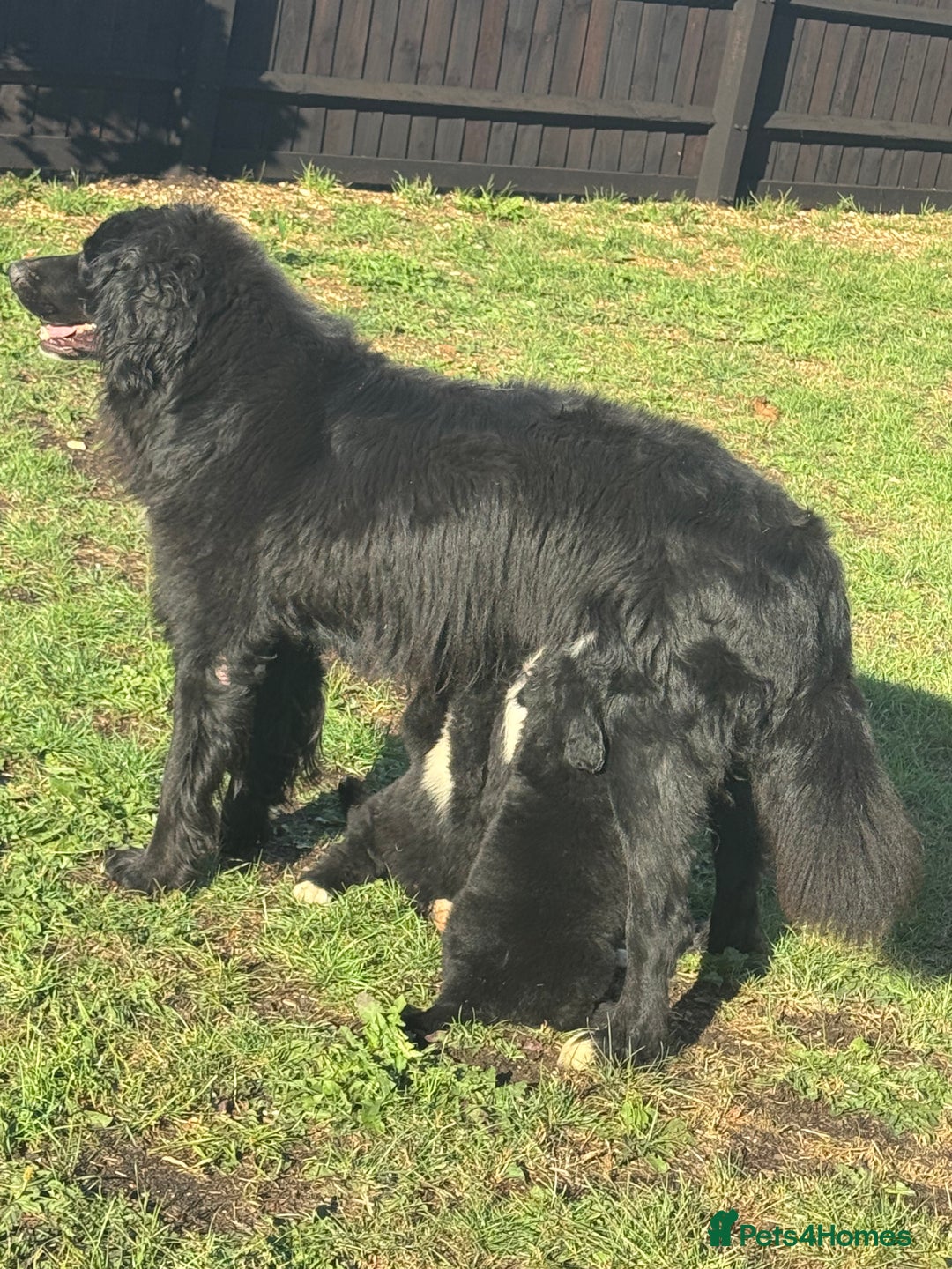 Mixed Breed dogs for sale: Labernese puppies available - Image 6