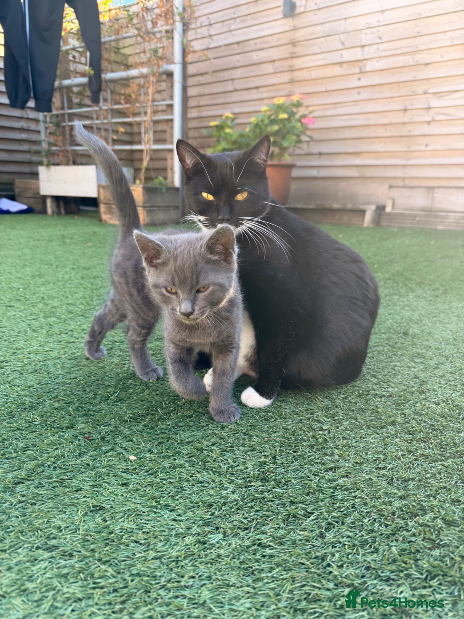 Mixed Breed cats 2 beautiful girls and 2 boys for sale - Advert 1