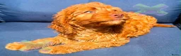Cockapoo dogs for sale: F1 mini cockapoos 30 dna health tested clr - Advert 1