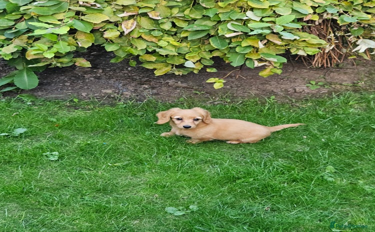 Dachshund dogs - Advert 4
