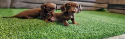 Miniature Dachshund dogs for sale: MINIATURE DACHSHUNDS PUPPIES  - Advert 5