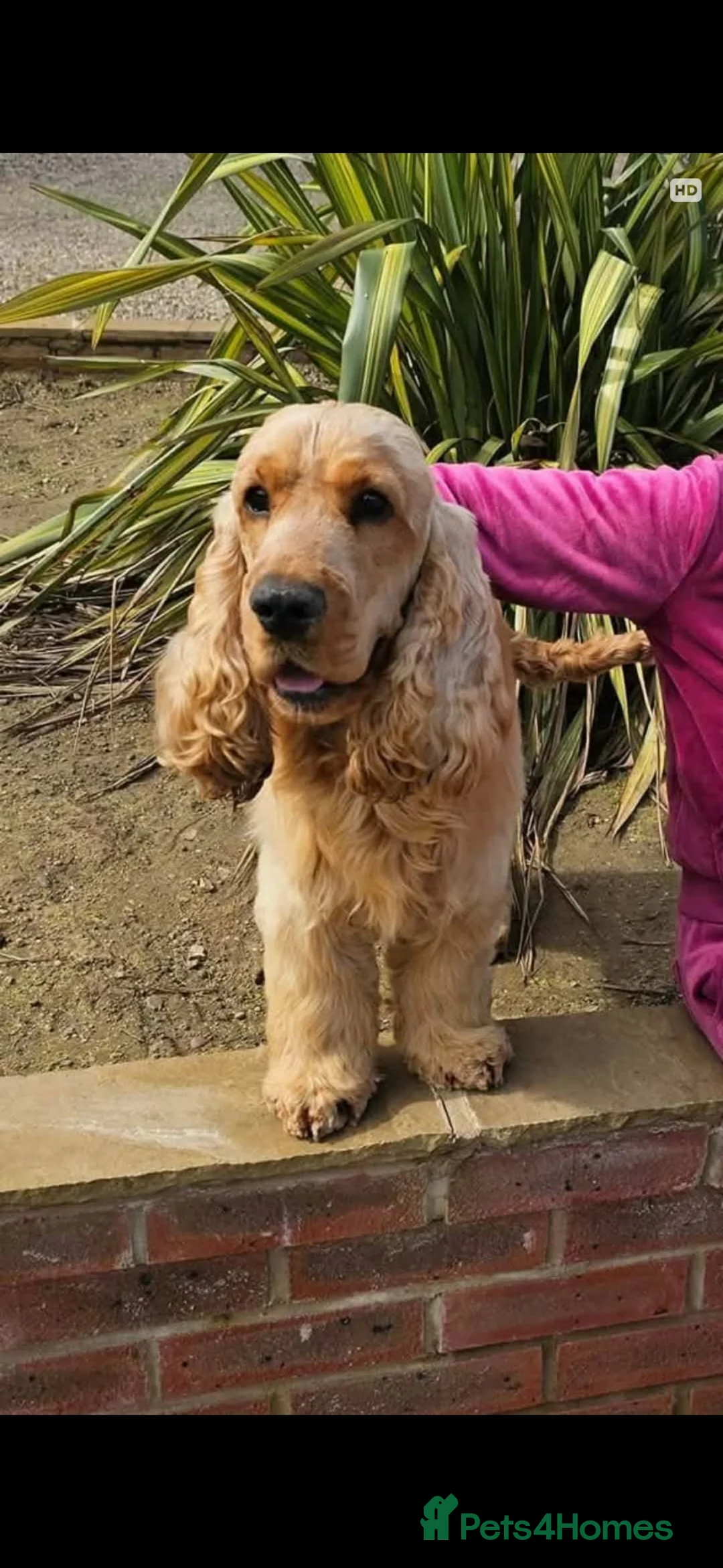 Mixed Breed dogs for sale: Beautiful Show Cocker Spaniel Puppies - Advert 8