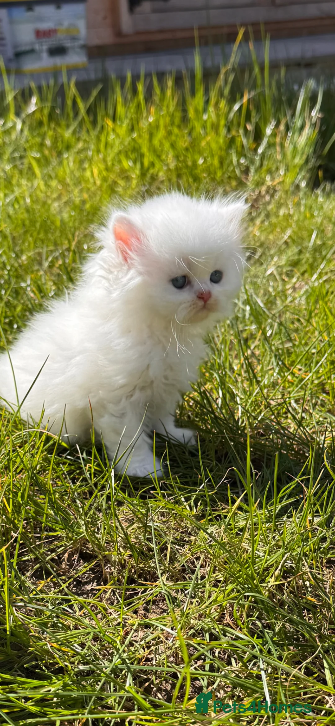 British Shorthair cats for sale: Adorable british short hair and long hair kittens - Advert 1