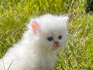 British Shorthair cats Adorable british short hair and long hair kittens - Advert 1