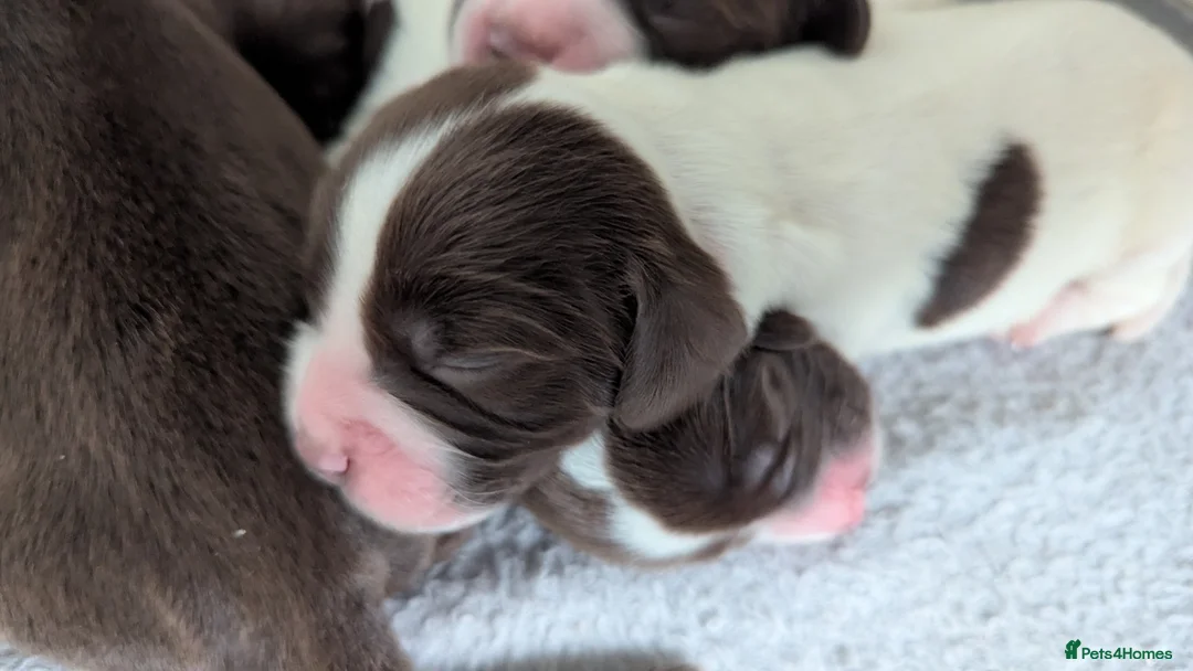 Sprocker dogs for sale: Sprocker Puppies - Cocker x Springer Spaniel - Advert 14