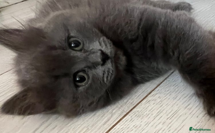 Mixed Breed cats - Advert 4