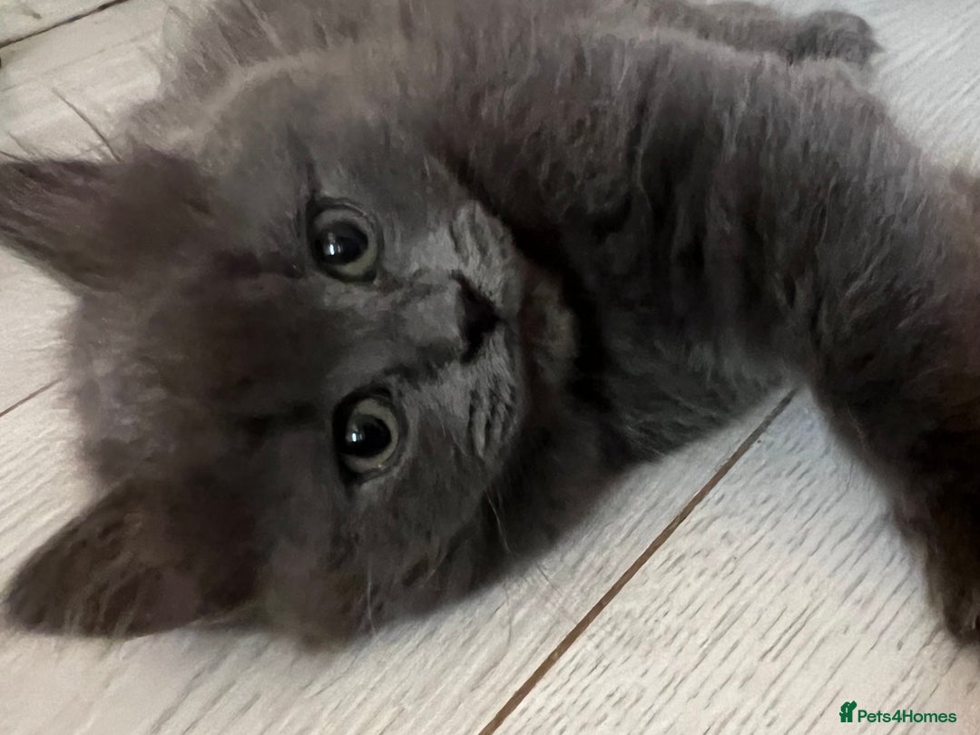 💜READY NOW RAGDOLL CROSS KITTENS 💜 for sale in Doncaster