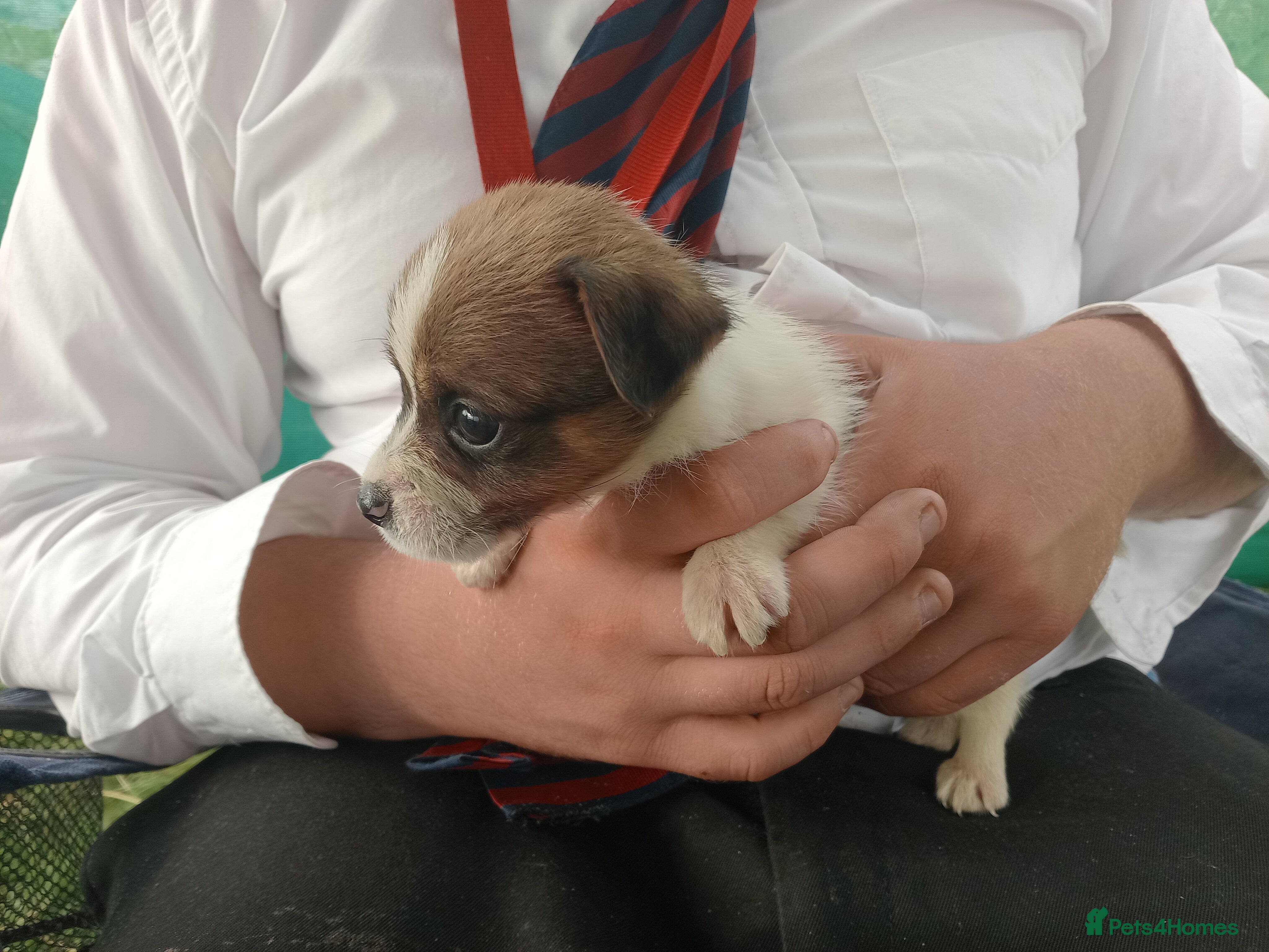 Jack Russell dogs Working Jack Russell Puppies  - Advert 2