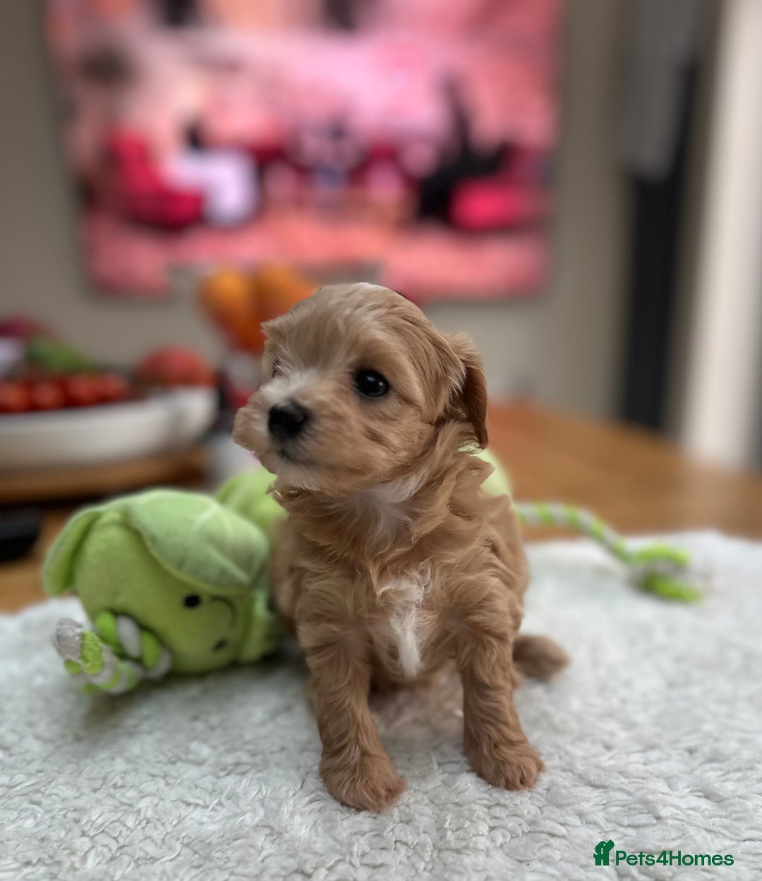 Maltipoo dogs for sale: F1 Mini Maltipoo - Advert 9