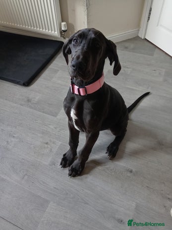 Great Dane dogs for sale - Advert 2