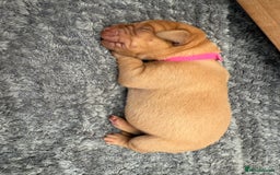 Labrador Retriever dogs for sale: Fox Red Labrador Puppies - Image 11