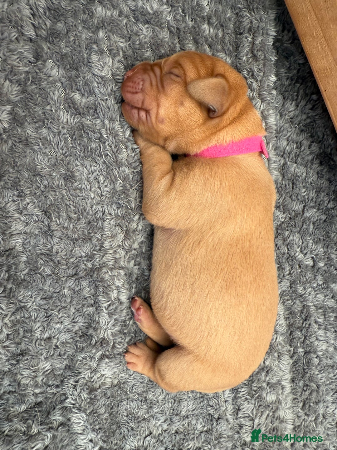 Labrador Retriever dogs for sale: Fox Red Labrador Puppies - Image 11