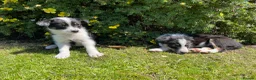 Border Collie dogs for sale: 4 Border Collie Puppies  - Advert 10