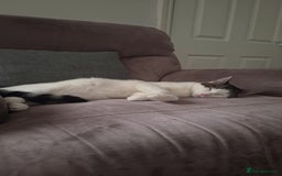 Domestic Shorthair cats for sale: Male cat ******  - Image 2