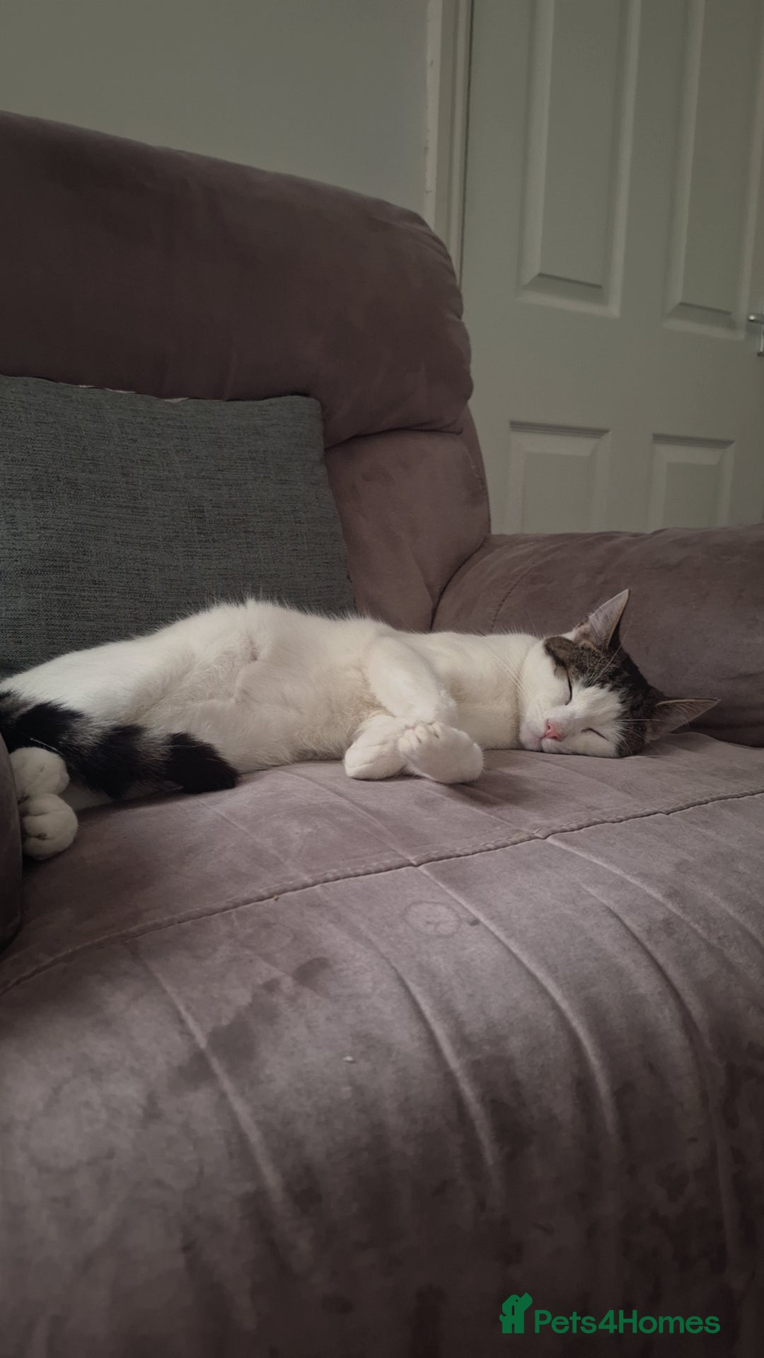 Domestic Shorthair cats for sale: Male cat ******  - Image 2