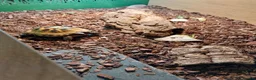 Tortoise reptiles for sale: Horsefeld tortoise & encloser &stand  in Irvine - Advert 4