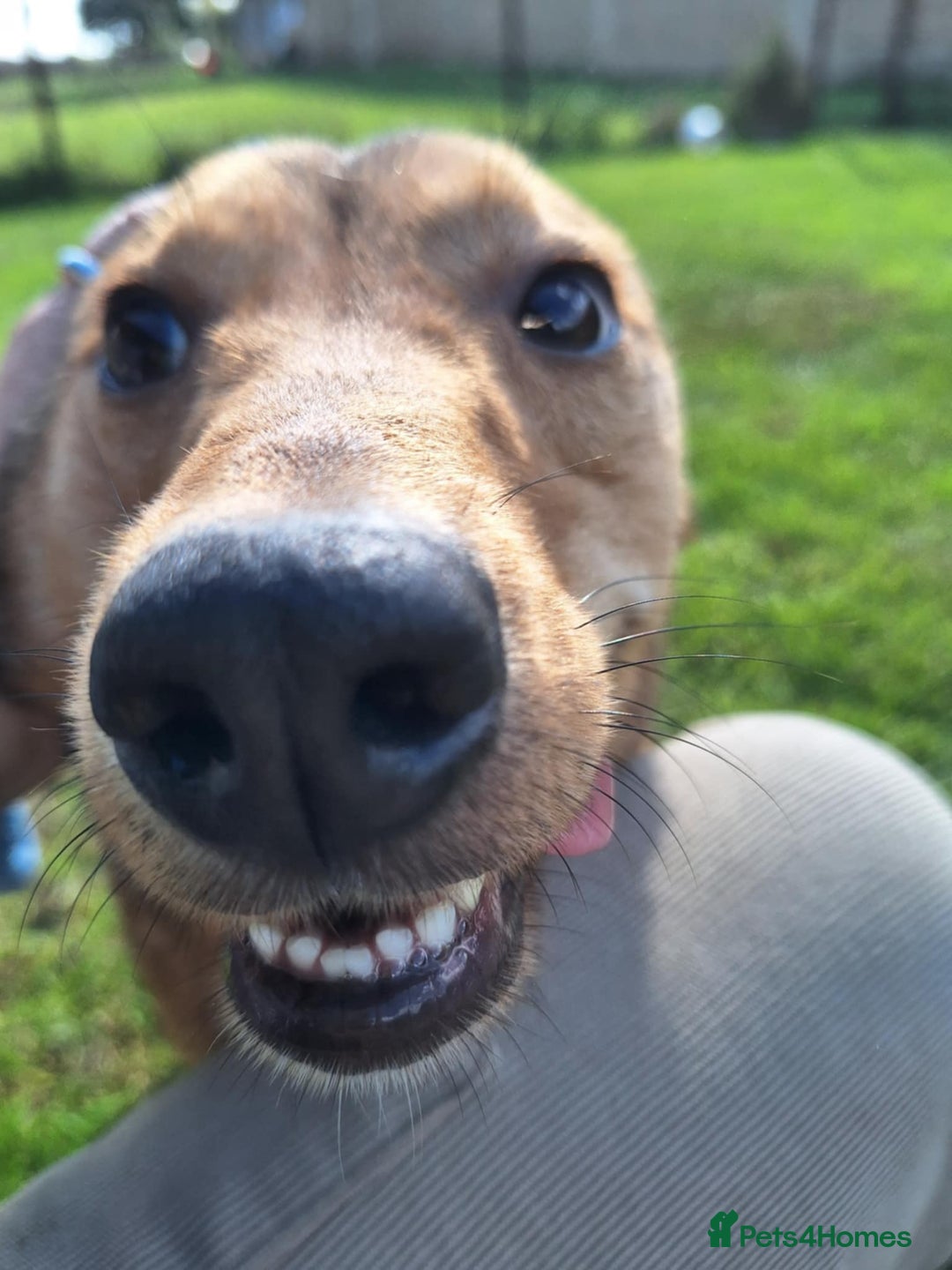 Mixed Breed dogs for adoption: Fajitas for adoption - Image 4