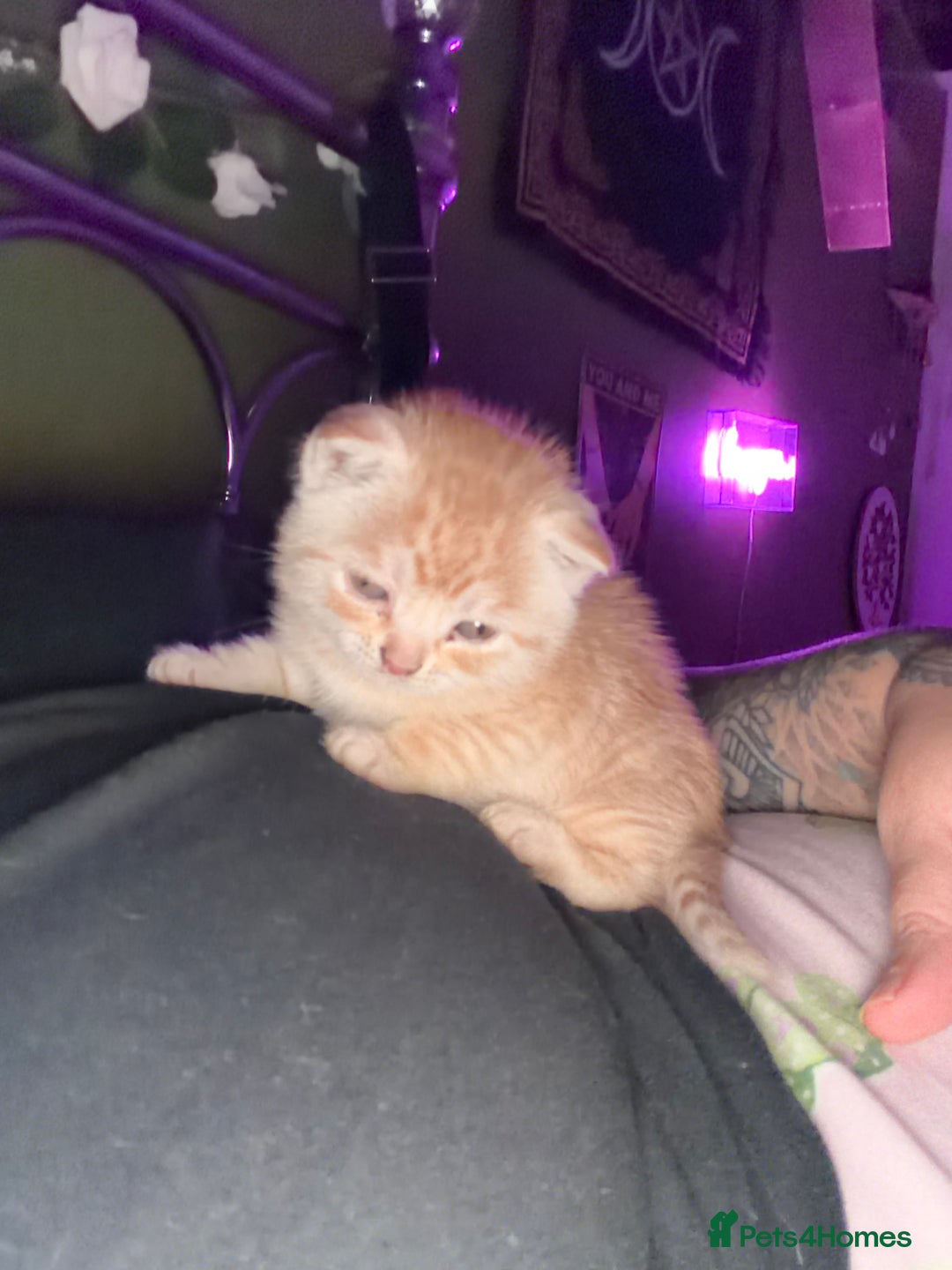 Mixed Breed cats for sale: 2 gorgeous kittens half BSH - Advert 2