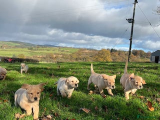 Labrador Retriever dogs - Advert 3
