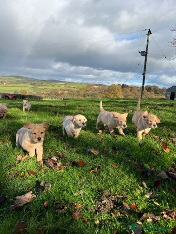 Labrador Retriever dogs - Advert 1