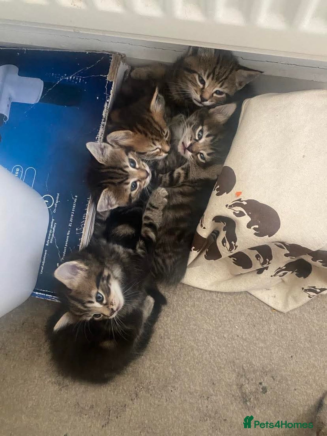 Mixed Breed cats for sale: Gorgeous tabby kittens (ONLY 1 LEFT) - Image 30