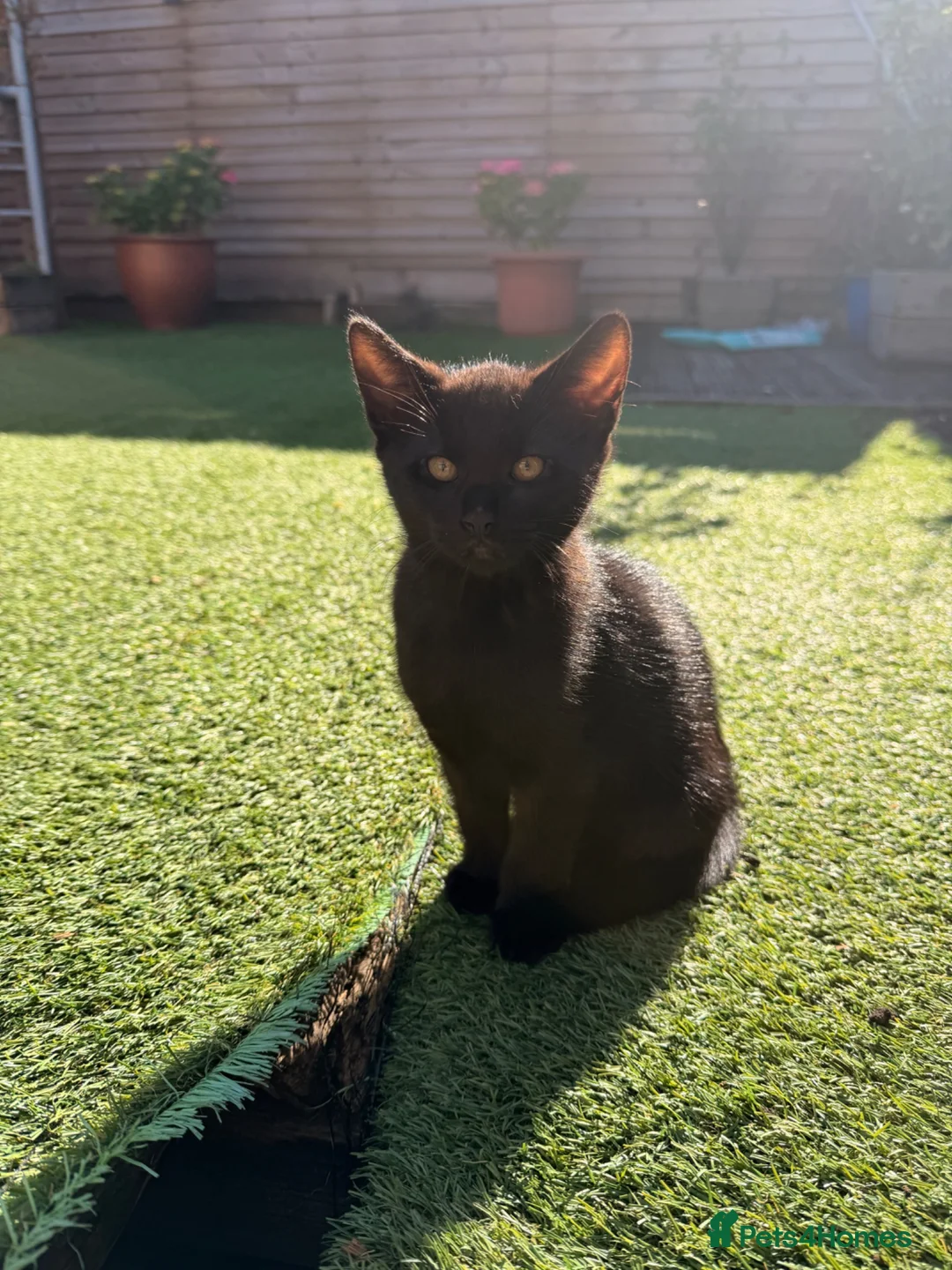Mixed Breed cats for sale: 2 beautiful girls and 2 boys for sale - Advert 12