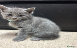 Russian Blue cats for sale: 🤎Healthy blue russians kitties so sweet - Image 4