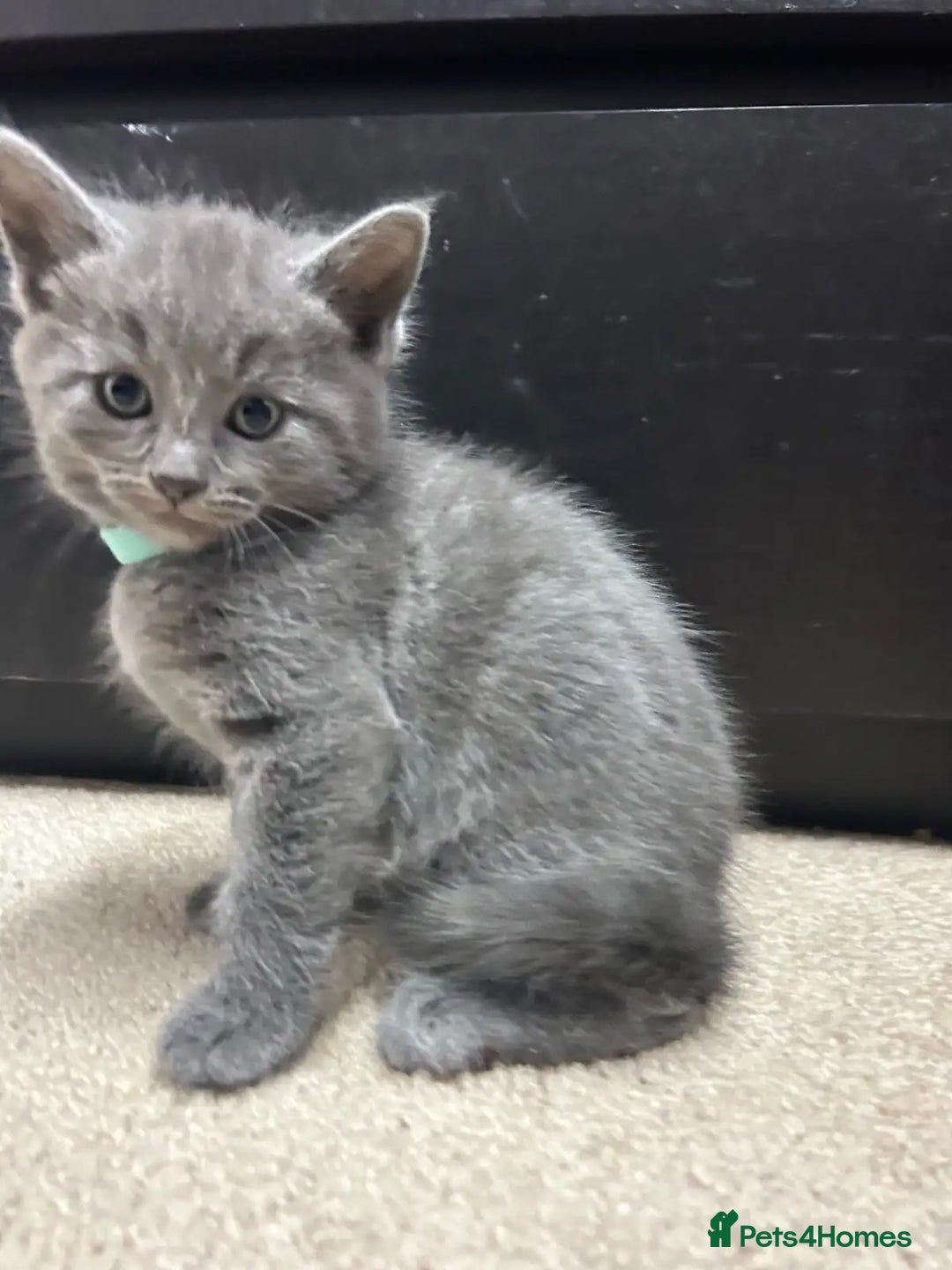 Russian Blue cats for sale: 🤎Healthy blue russians kitties so sweet - Image 4