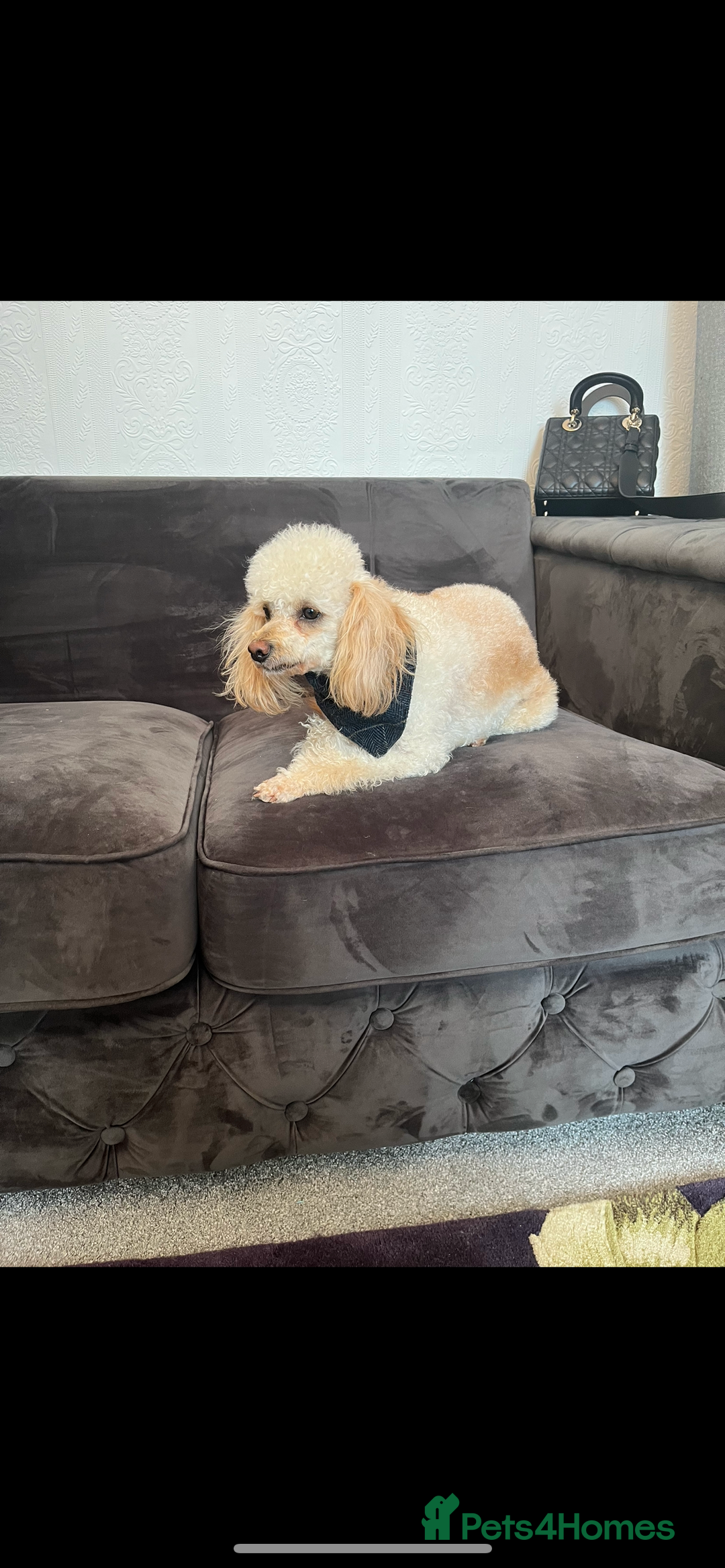 Cockapoo dogs for sale: Stunning litter of Cockerpoos - Image 16