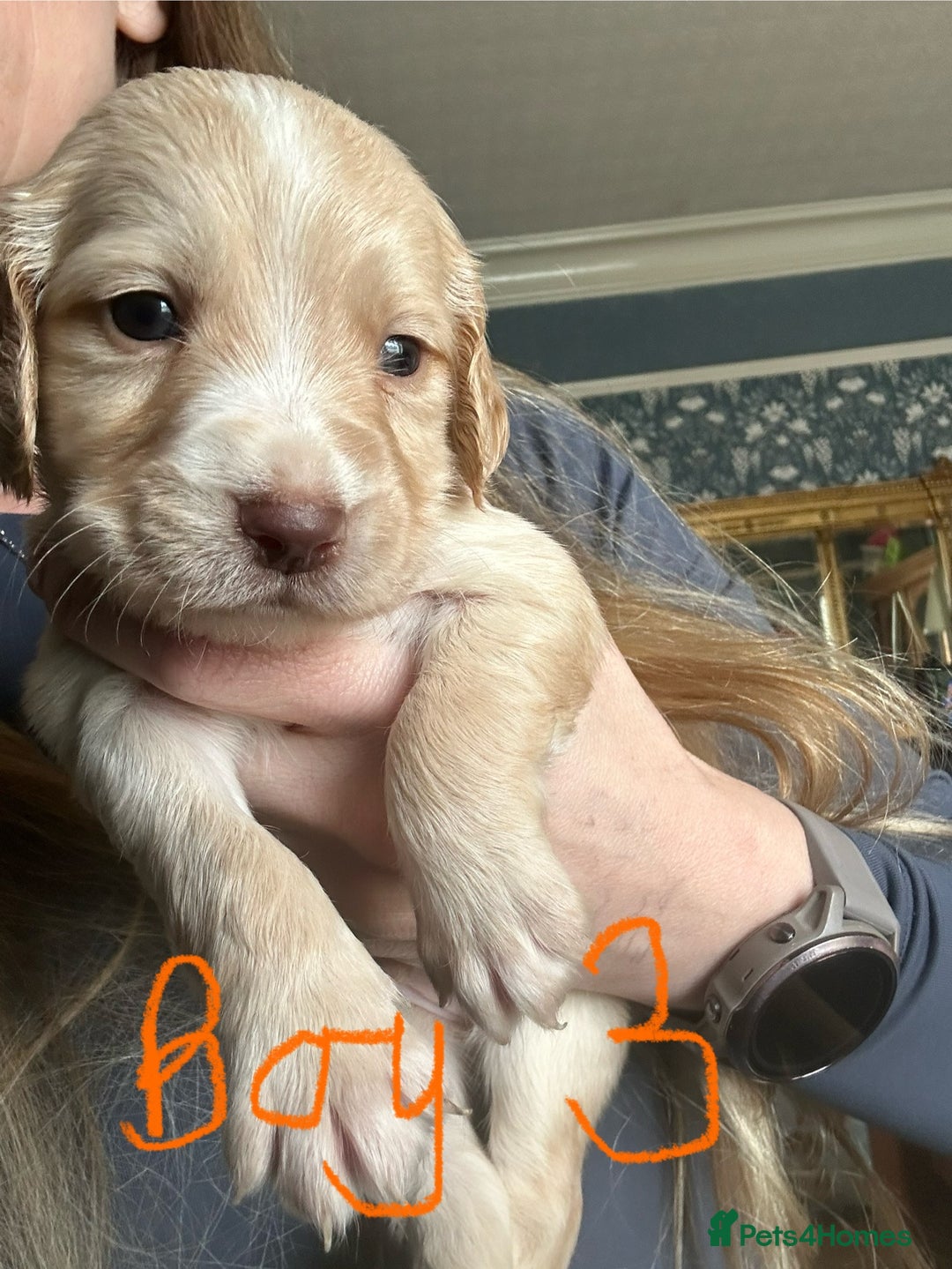 Sprocker dogs for sale: Sprocker Spaniel - Advert 4