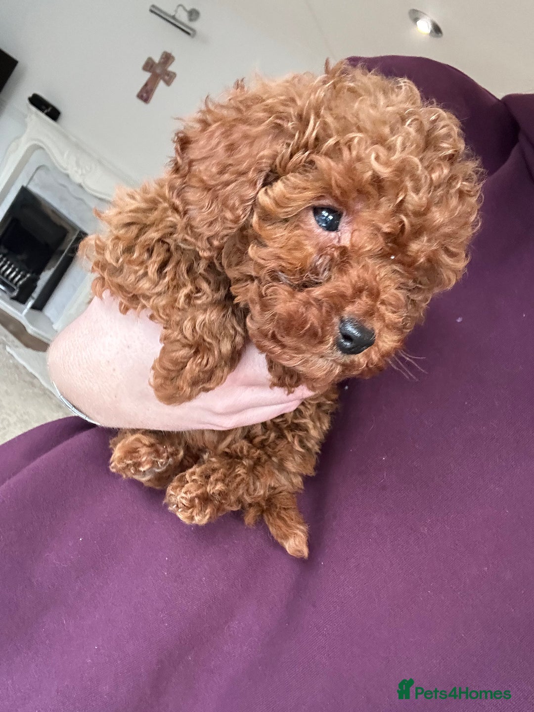 Maltipoo dogs for sale: Red coated maltipoos puppies for sale ♥️🐾 - Advert 5