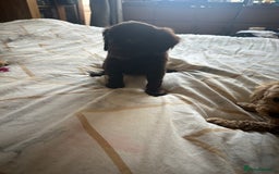 Cockapoo dogs for sale: Reduced F3 Cockapoo READY to leave 21st July  - Image 15