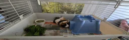 Guinea Pig rodents for sale: 8 month old male guinea pig with set up - Advert 4