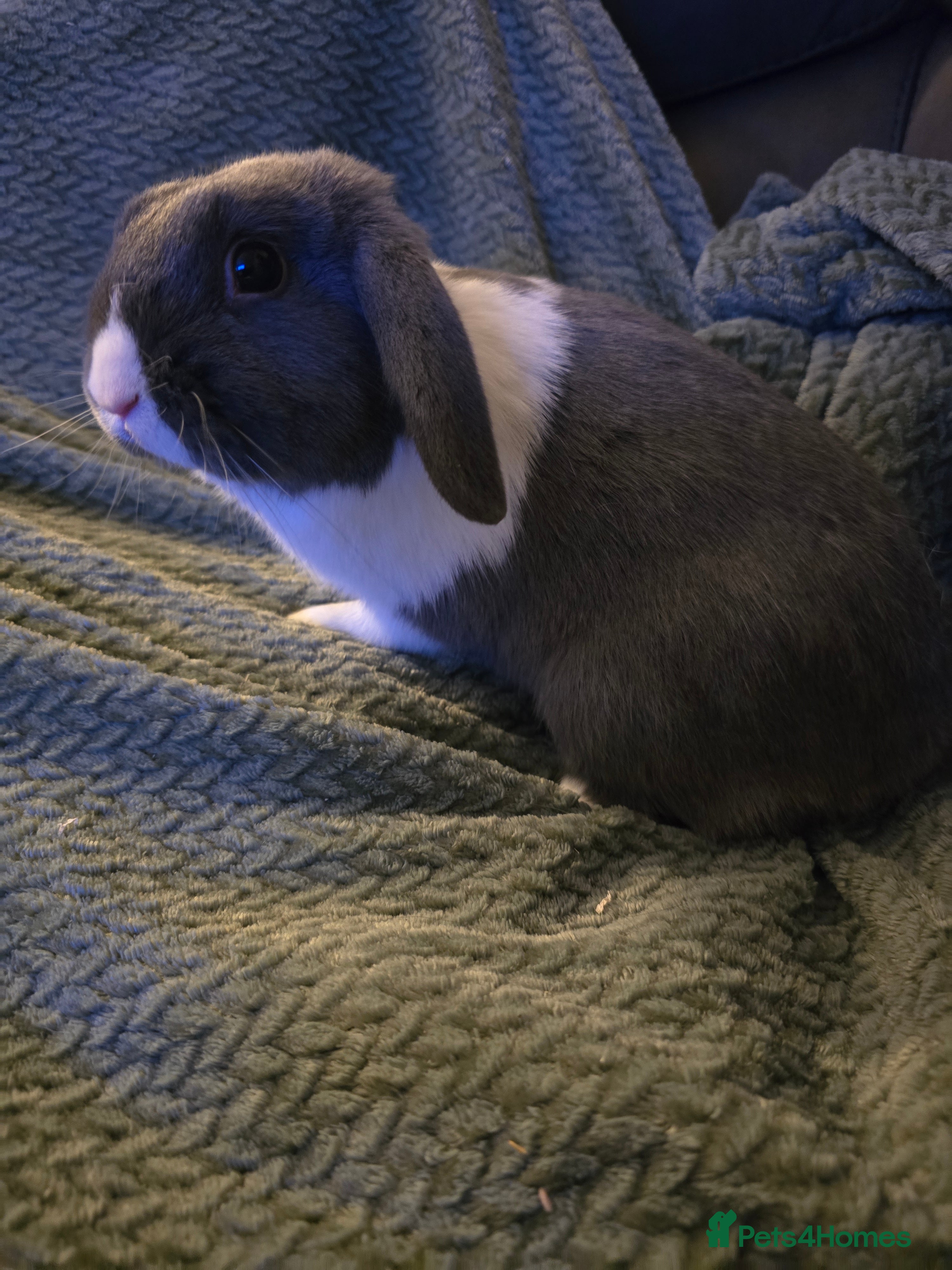 Mixed Breed rabbits Rabbits for sale.  - Advert 1