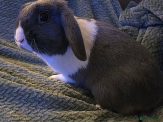 Mixed Breed rabbits Rabbits for sale. - Advert 1