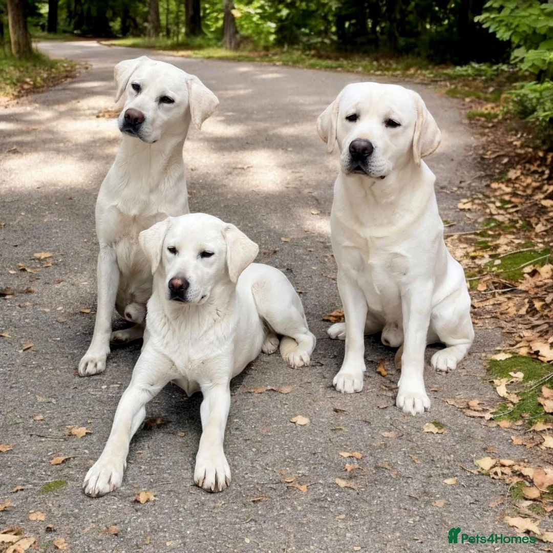 Labrador Retriever dogs for sale: Yellow/white labs due 280 plus clear DNA - Advert 6