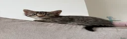 Bengal cats for sale: Two beautiful Bengal kittens  - Advert 8
