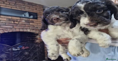 Sproodle dogs in Kidderminster - Advert 5