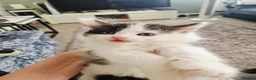 Mixed Breed cats for sale: 5 stunning siamese mixed kittens 😻 - Advert 13